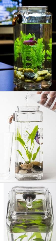 This is a size that begins to offer better options for filtration and heat, and five gallons will stay cleaner longer. DIY Juice Jar Betta Aquarium | Betta aquarium, Betta fish, Aquarium