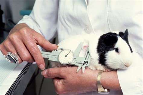 10 Animals Used In Animal Testing Veganblackbox