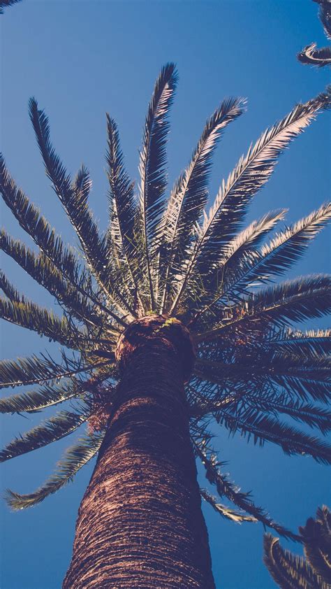 California Palm Trees Wallpaper 48 Images