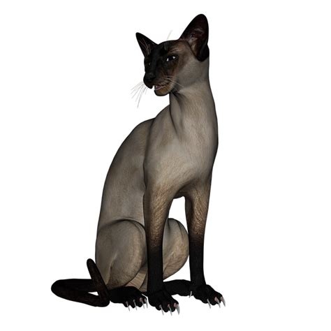 Siamese Cat Png Photo Png All Png All