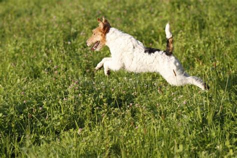 Foxterrier Running In The Meadow Stock Photo Image Of Terrier