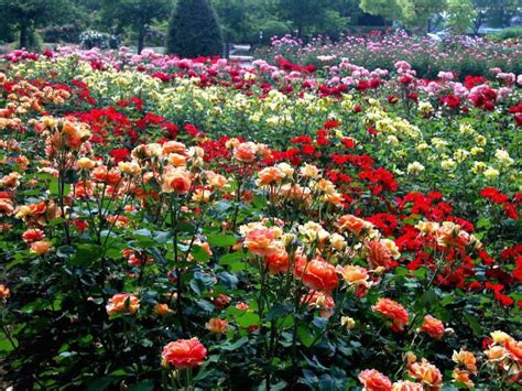 48 flower garden backgrounds images in full hd, 2k and 4k sizes. ROSARIO - Cuidando de nuestra ciudad de Rosas - parte 2 de ...