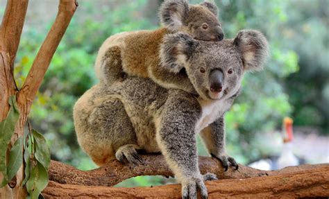 Lone Pine Koala Sanctuary And Brisbane River Cruise Excursion