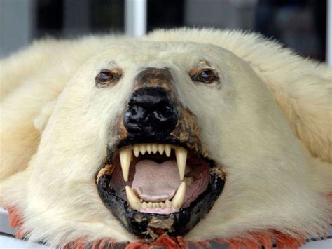 Britain Urged To Stop Supporting The Trade In Dead Polar Bears The