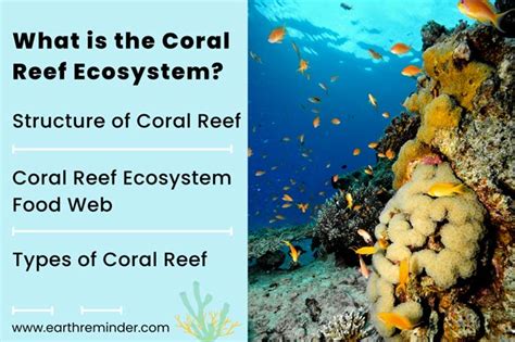 Coral Reef Ecosystem Structure Food Web And Types 2023