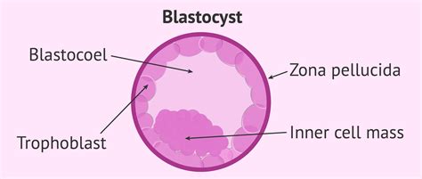 Parts Of A Blastocyst Embryo