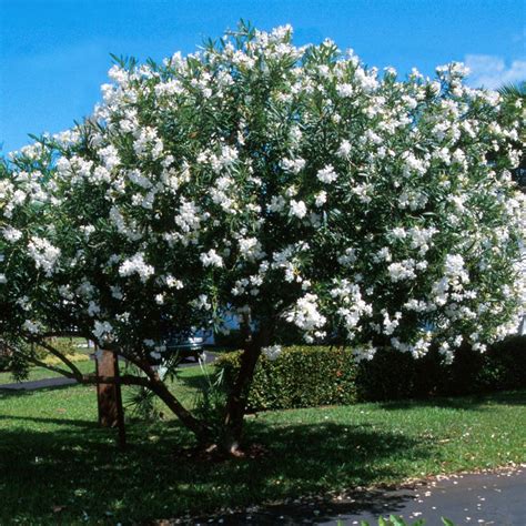 White Nerium Oleander Trees For Sale