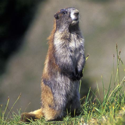 Olympic Marmot Monitoring Olympic National Park Us National Park