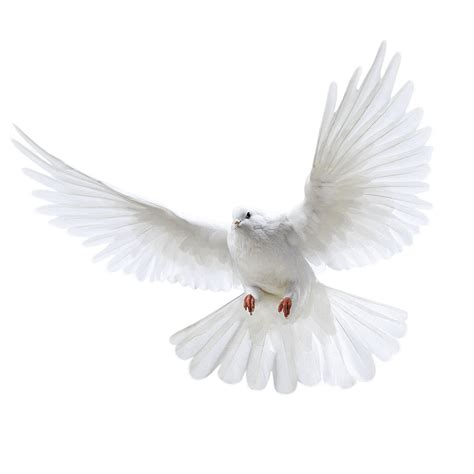 White Pigeon Flying Png Image Purepng Free Transparent Cc0 Png