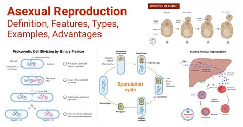 Asexual Reproduction Features Types Examples