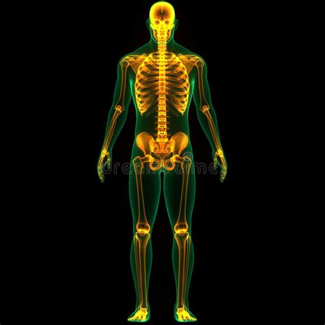 Human Skeleton System Bone Joints Anatomy Stock Illustration