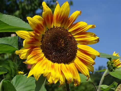 Wenn sie sich für einen garten entschieden haben, kommt der kleingartenverein ins spiel. Mitglied werden & Garten pachten - Kleingärtnerverein Zu ...