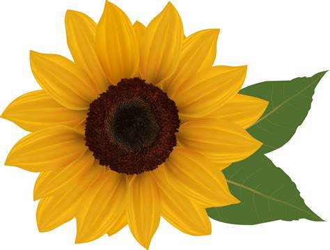 Clip Art Sunflowers Sunflower With Transparent Background Png