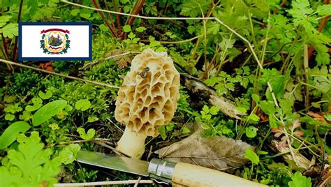Mushroom Season West Virginia Mushroomstalkers