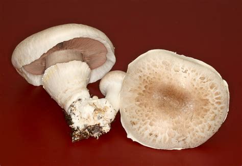 California Fungi Agaricus Bisporus