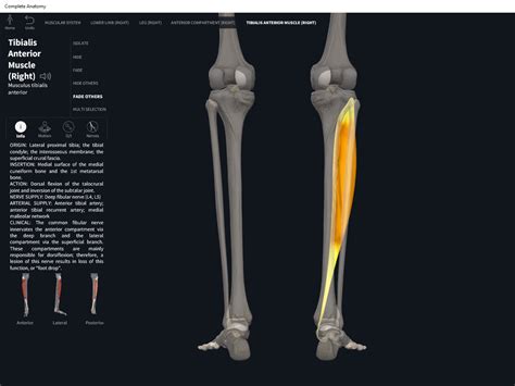 Tibial Anterior Origem E Inserção