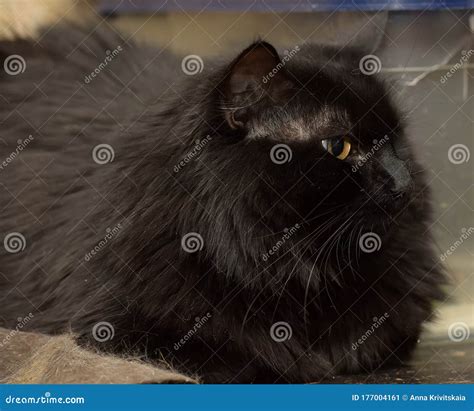 Beautiful Black Fluffy Cat Stock Image Image Of Nose 177004161