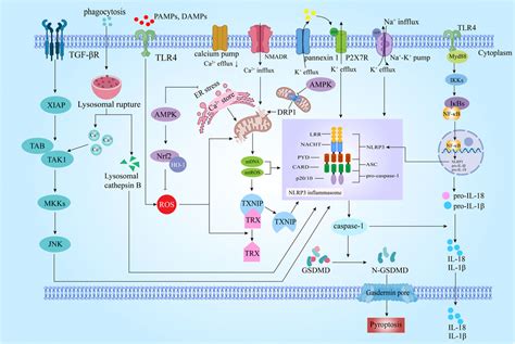 Frontiers The Role Of Nlrp3 Inflammasome Mediated Pyroptosis In