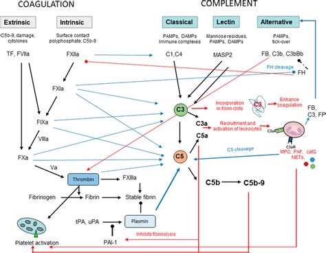 Cross‐talk Between The Coagulation And The Complement Systems The