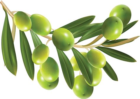 Download Olives PNG Image For Free