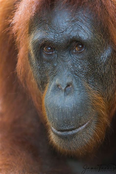 A Gentle Female Orangutan Looks Directly Into The Camera Close Up