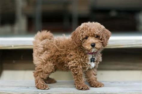 Brown Bichon Poodle Us Pets Love