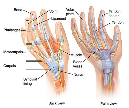 Bone names all depend on what model is used in sfm. Parts of a Hand | Articles | Mount Nittany Health System