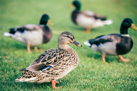 Top 10 Duck Breeds For Your Homestead Green Grass Grove