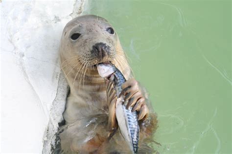 what do seals eat other than fish What do seals eat?