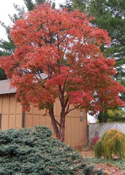 Sn Acer Griseum Cn Paper Bark Maple Zone 5 This Medium Tree Is A