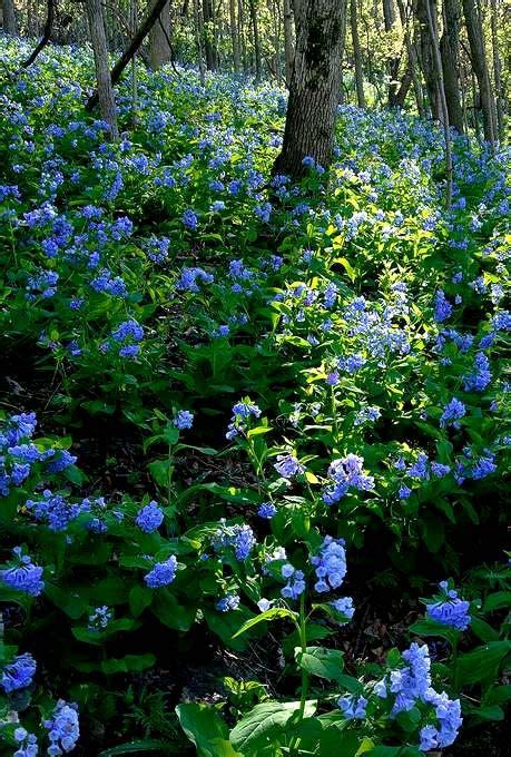 Beautiful Virginia Bluebells Blue Garden Shade Garden Flower Garden