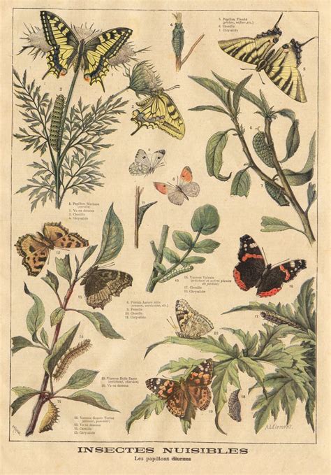 Ptitjournal 27 Juin 1897 In Vintage Botanical Prints Botanical