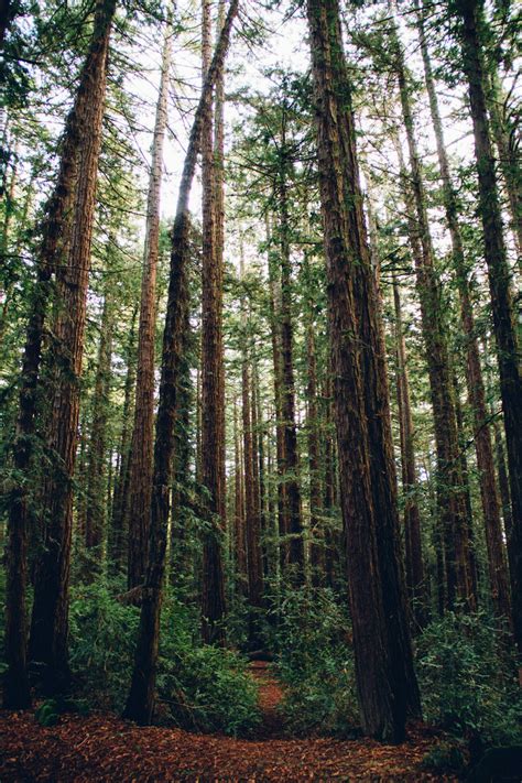 Vertical Forest Pictures Download Free Images On Unsplash