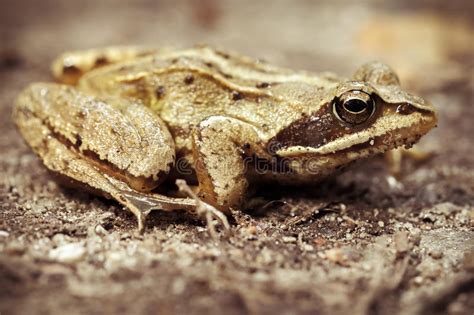 Forest Frog Macro Stock Image Image Of Animal Park Outdoor 7911193