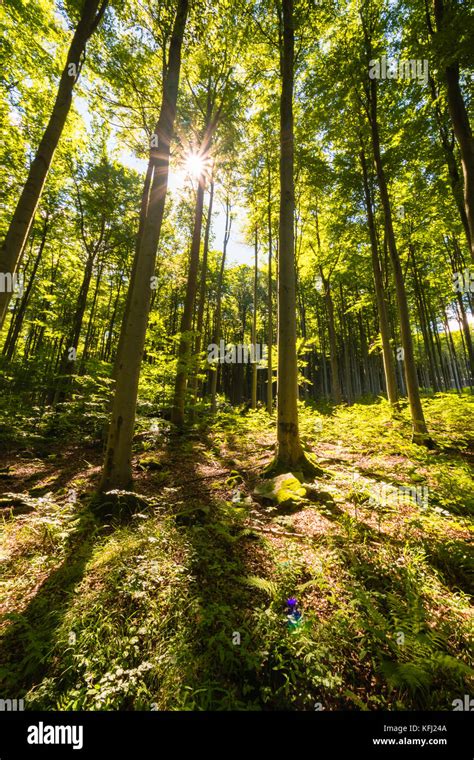 The Sun Shining Through Trees In Forest In Beautiful Sunny Day Nice