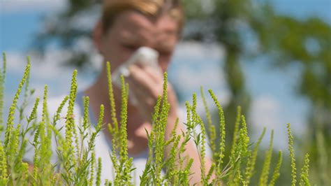 What You Need To Know About Your Ragweed Allergy