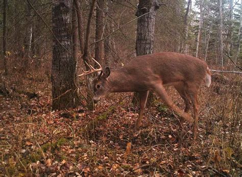 Deer Rut Timeline The 7 Stages And How To Hunt Them Guidefitter