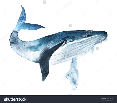 Realistic Whale Drawing At Getdrawings Free Download