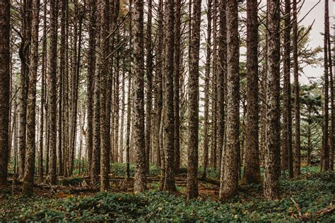 Thick Forest Pictures Download Free Images On Unsplash