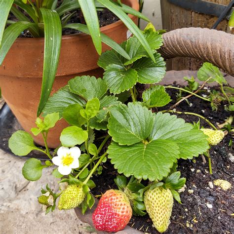 Fragaria X Ananassa Strawberry In Gardentags Plant Encyclopedia