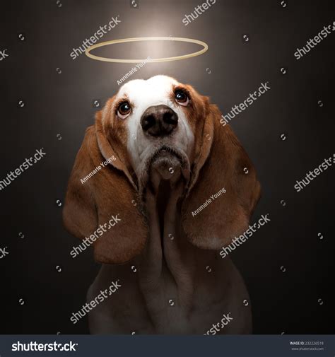 Dog Halo Images Stock Photos And Vectors Shutterstock
