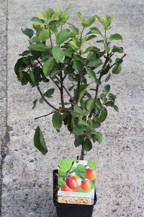 Dwarf Patio Fruit Tree Plum Variety Victoria Approx 75cm Tall