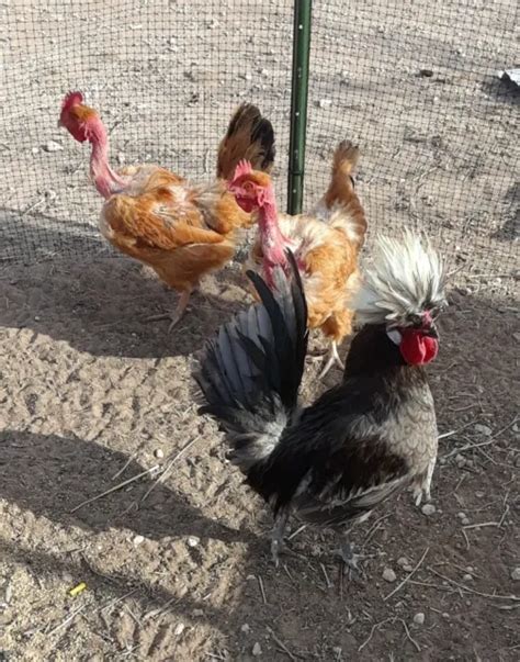 Polish Crested Crossed W Naked Neck Turkens Chicken Fertile
