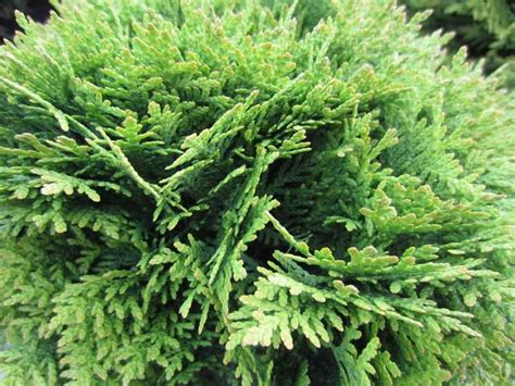 American Arborvitae Thuja Occidentalis Danica Focal Farm