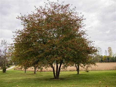 Hawthorn Trees How To Grow And Care For Hawthorn Trees Garden Design