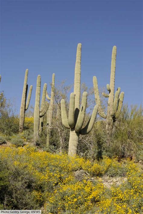 Desert Plants With Their Names