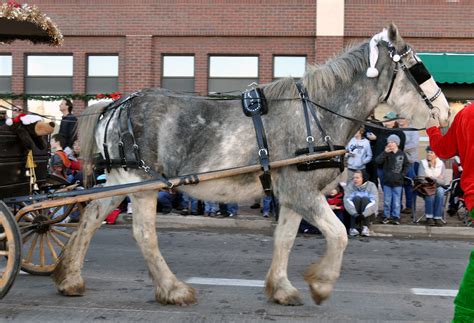 Braymere Custom Saddlery Carriages At The Christmas Carriage Parade