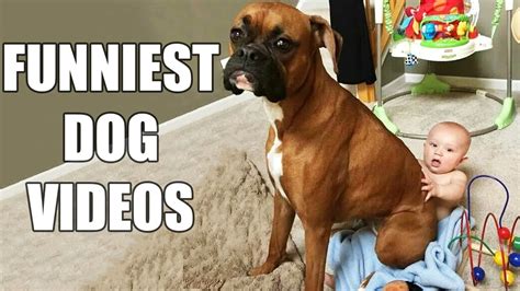 The Best Cute And Funny Dog Videos Of 2022 🐶