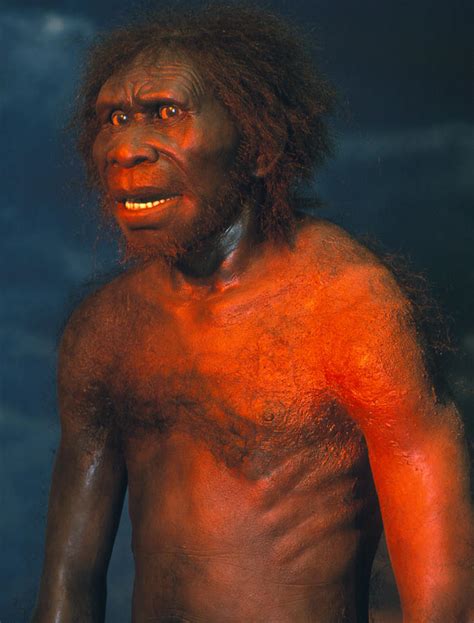 Model Of A Male Homo Erectus Man Photograph By Volker Stegernordstar 4 Million Years Of Man