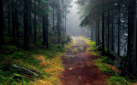 Foggy Pine Forest Image Abyss